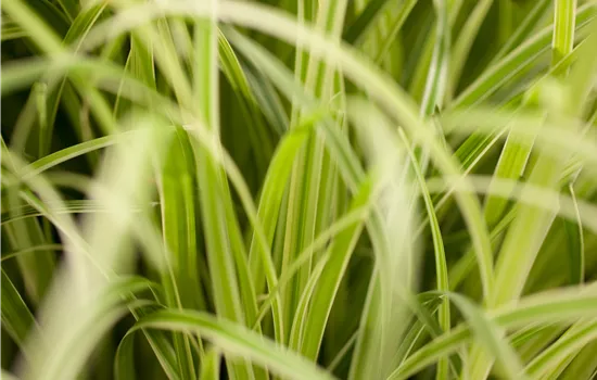 Carex Evergold Carex Evergold