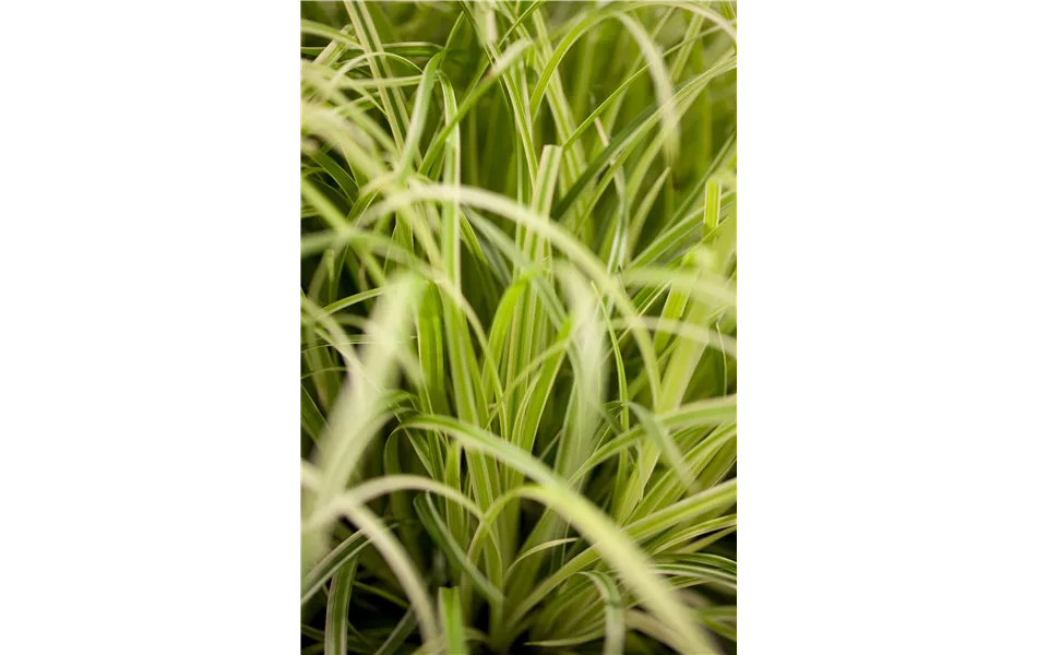 Carex Evergold Carex Evergold