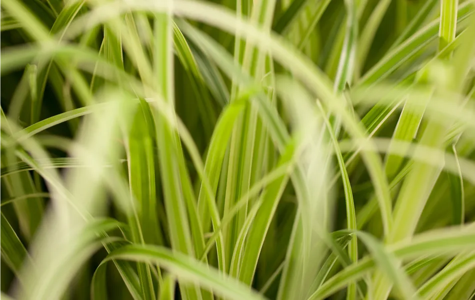 Carex oshimensis 'Evergold'