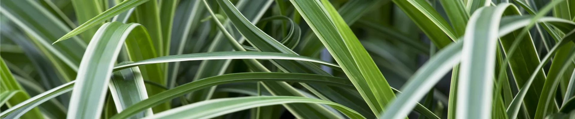 GS420407.jpg GS420407.jpg