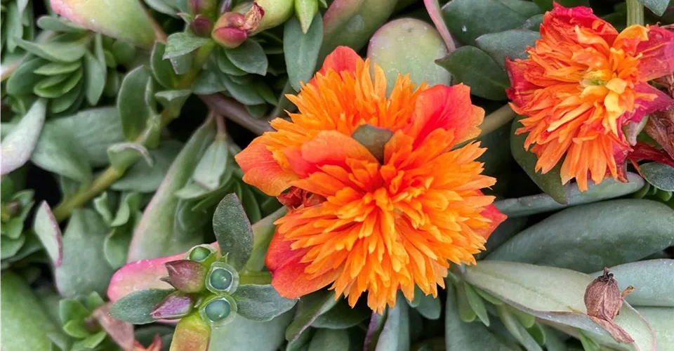 Portulak in leuchtenden Farben