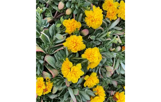 Portulak 'Double Yellow' Portulak 'Double Yellow'