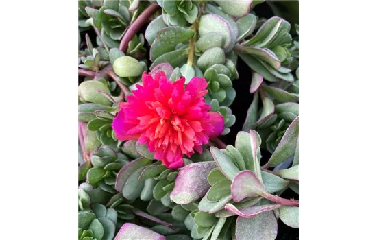 Portulak 'Double Pink'