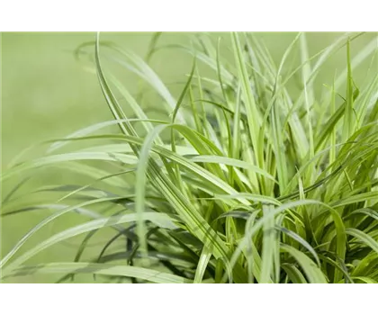 Carex 'The Beatles'