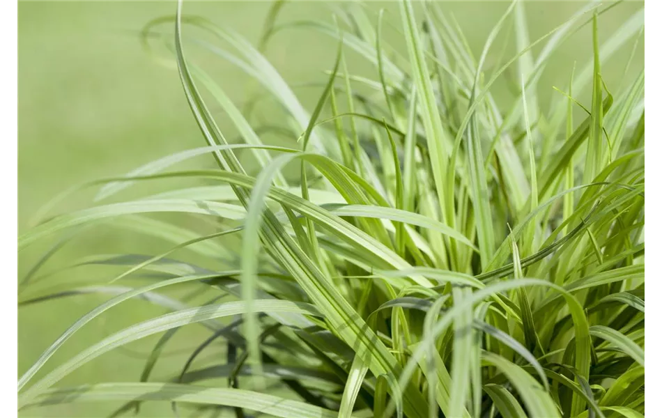 Carex 'The Beatles' Carex 'The Beatles'