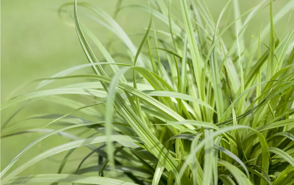 Carex caryophyllea 'The Beatles'