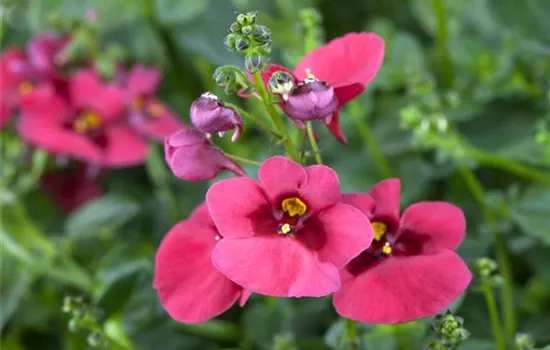 Diascia barberae, pink