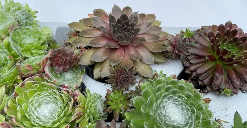 Hauswurz Sempervivum in verschiedenen Farben