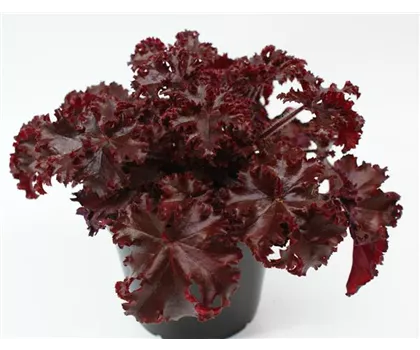 Heuchera 'Melting Fire'