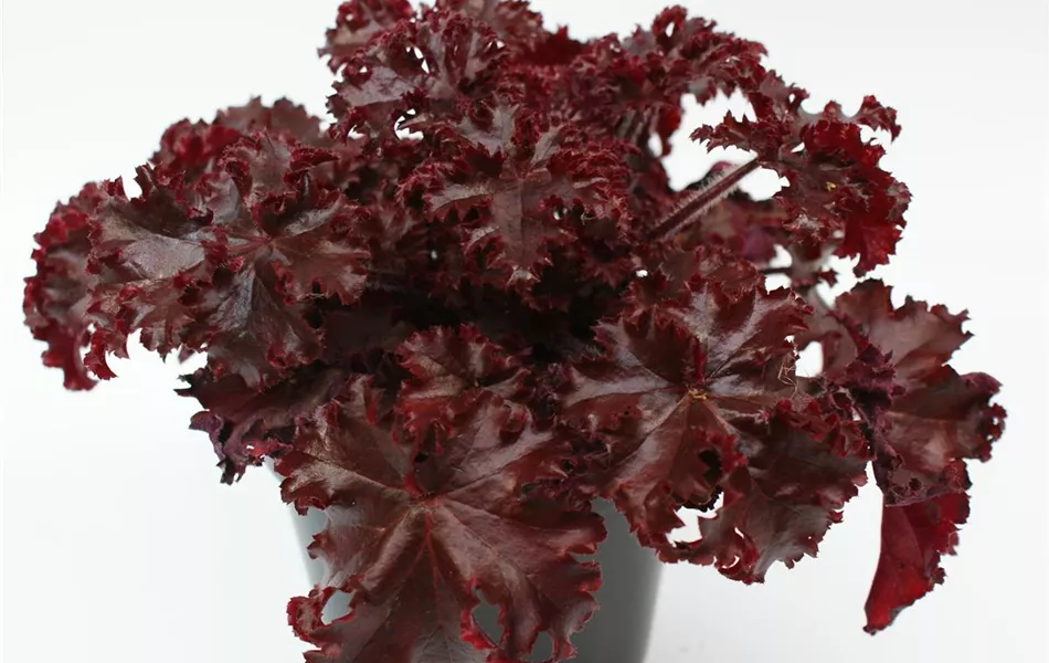 Heuchera 'Melting Fire'