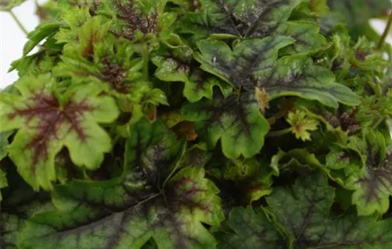 Heucherella / Heuchera 'Tapestry' Heucherella / Heuchera 'Tapestry'