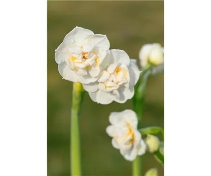 Edelnarzisse 'Bridal Crown' Edelnarzisse 'Bridal Crown'