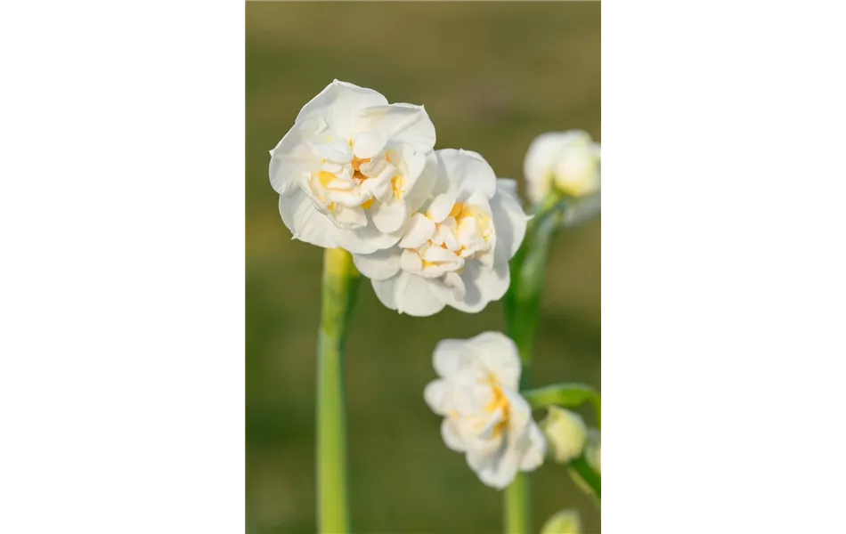 Edelnarzisse 'Bridal Crown' Edelnarzisse 'Bridal Crown'