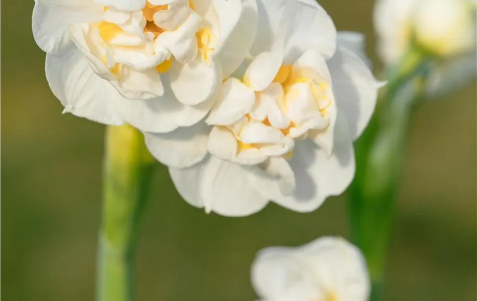 Edelnarzisse 'Bridal Crown'