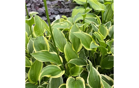 Hosta plantaginea 'So Sweet' Hosta plantaginea 'So Sweet'