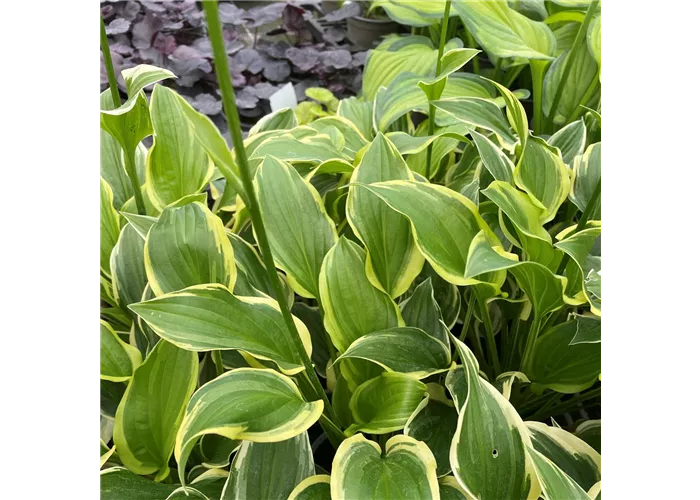 Hosta plantaginea 'So Sweet'