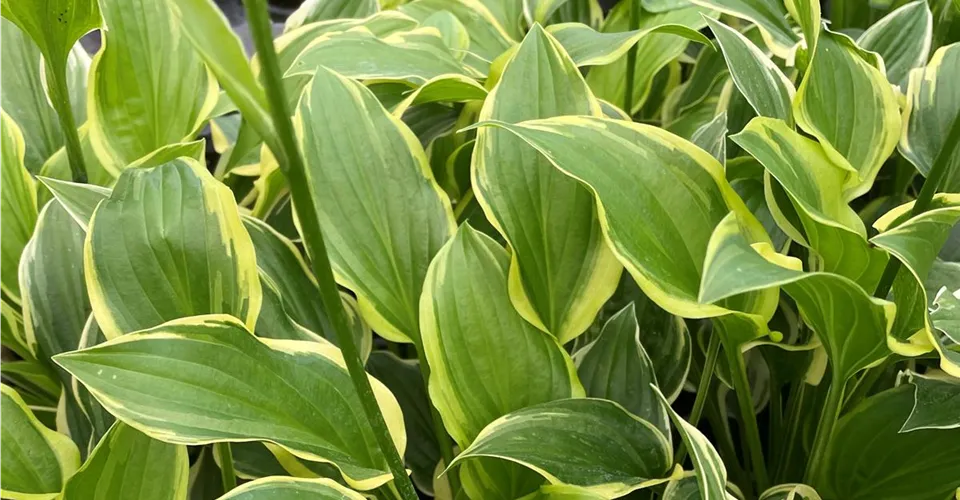 Funkie Hosta mit grün-gelbem Laub