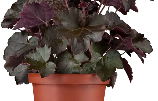 Heuchera micrantha 'Black Beauty'®