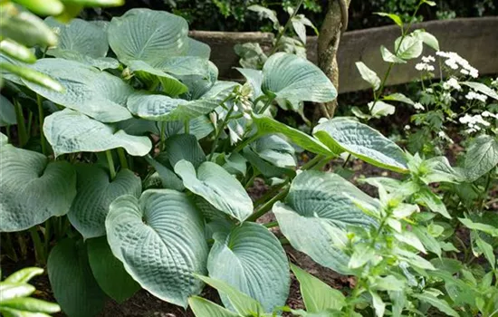 Hosta sieboldiana 'Big Daddy' Hosta sieboldiana 'Big Daddy'