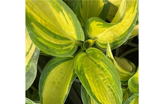 Hosta sieboldiana 'Great Expactations' Hosta sieboldiana 'Great Expactations'