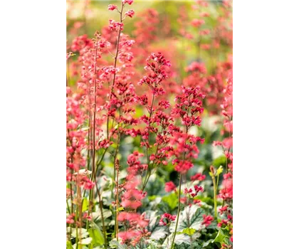 Heuchera 'Paris'