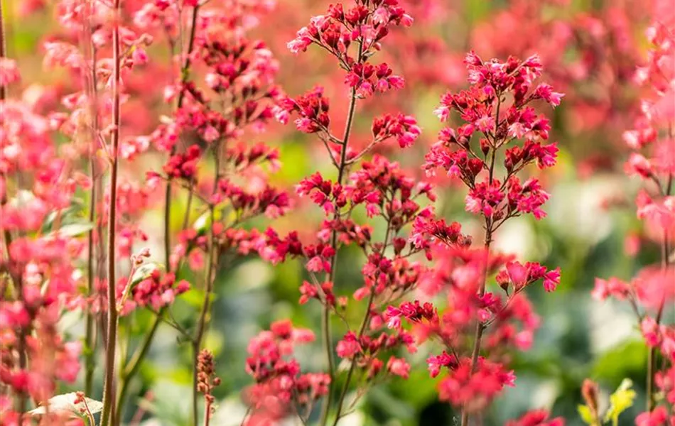 Heuchera 'Paris'