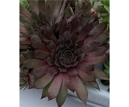 Hauswurz - Sempervivum 'Big Sam Power Grenade'
