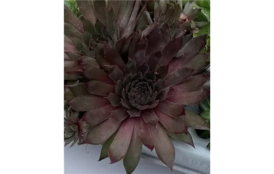 Hauswurz - Sempervivum 'Big Sam Power Grenade' Hauswurz - Sempervivum 'Big Sam Power Grenade'