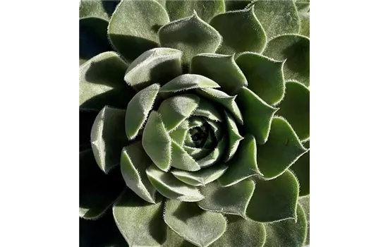 Hauswurz - Sempervivum 'Aquila' Hauswurz - Sempervivum 'Aquila'