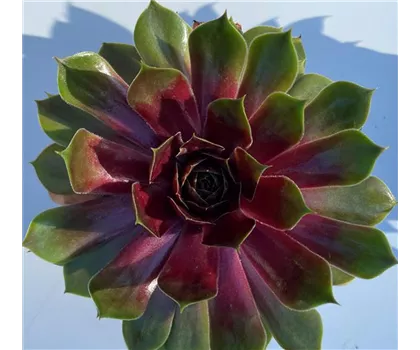 Hauswurz - Sempervivum 'Tesoro'