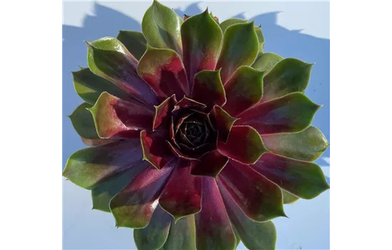 Hauswurz - Sempervivum 'Tesoro' Hauswurz - Sempervivum 'Tesoro'