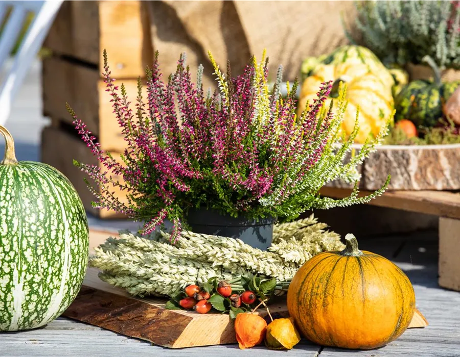 Herbstliche Dekoration mit Heide und Kürbissen