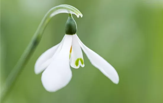Galanthus nivalis Galanthus nivalis