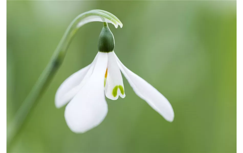 Galanthus nivalis Galanthus nivalis