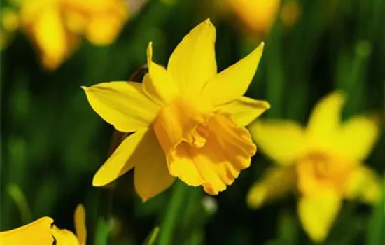 Narzisse 'Tete a Tete' Narzisse 'Tete a Tete'