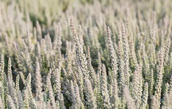 Calluna vulgaris 'Fluffy' Calluna vulgaris 'Fluffy'