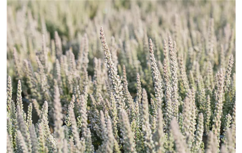 Calluna vulgaris 'Fluffy' Calluna vulgaris 'Fluffy'