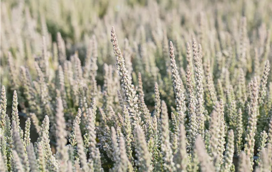 Calluna vulgaris 'Fluffy'