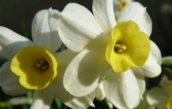 Edelnarzisse 'Minnow' Edelnarzisse 'Minnow'