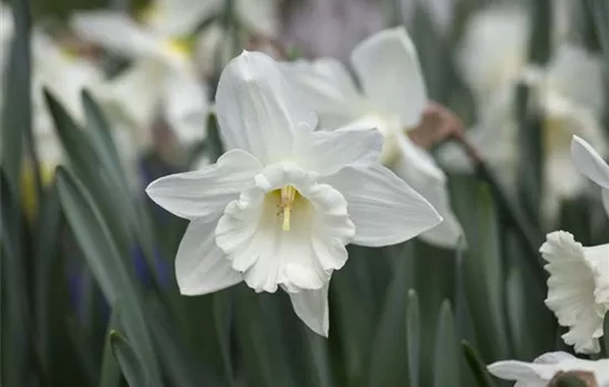 Edelnarzisse 'Mount Hood'