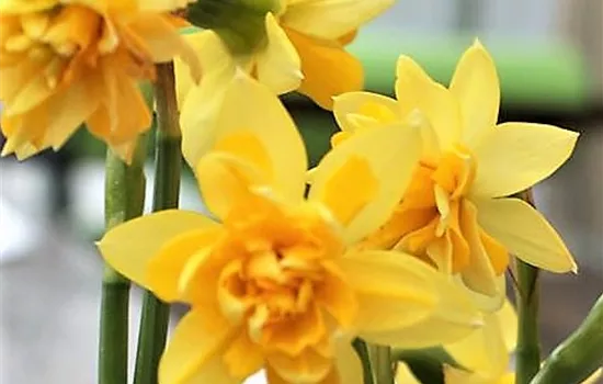 Edelnarzisse 'Tête de Luxe'