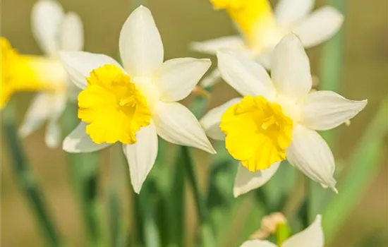 Edelnarzisse 'Topolino' Edelnarzisse 'Topolino'