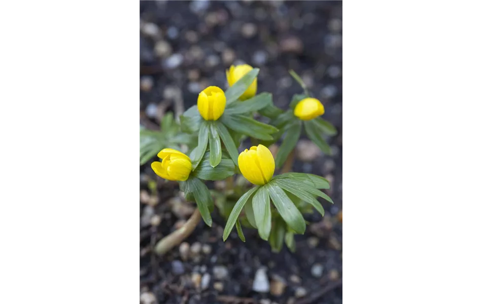 Eranthus, Winterling Eranthus, Winterling