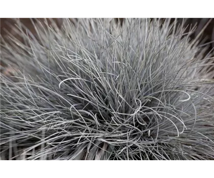 Festuca glauca 'Eisvogel' Festuca glauca 'Eisvogel'