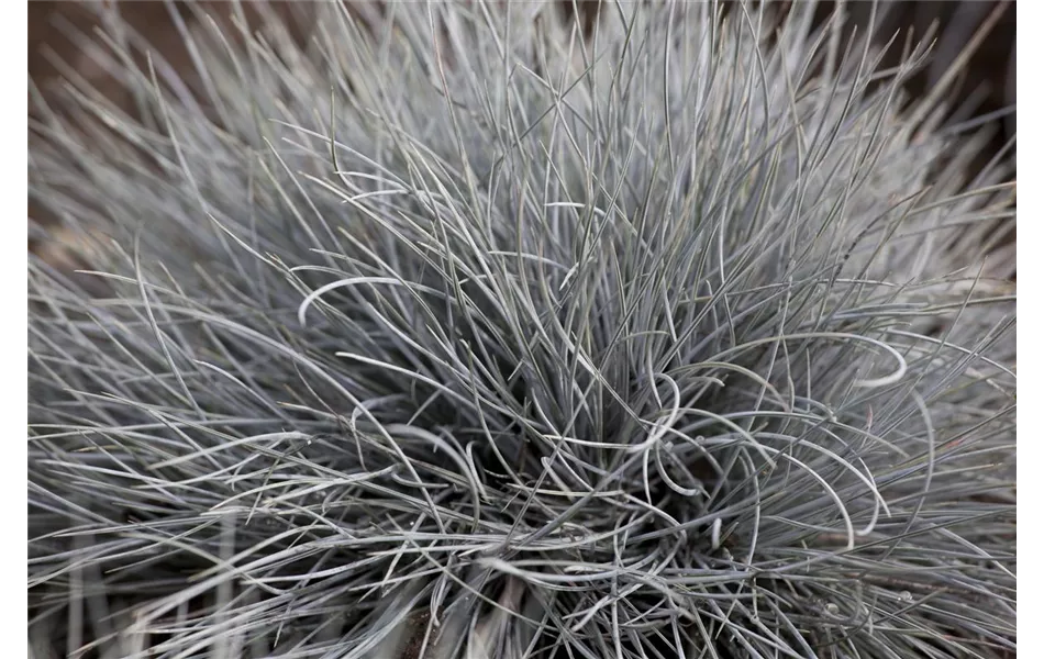Festuca glauca 'Eisvogel'