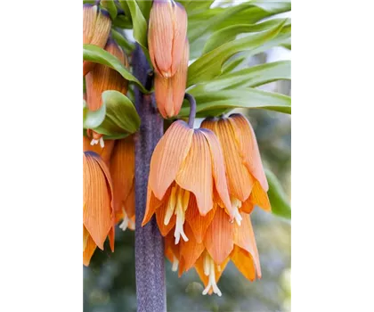 Blumenzwiebel - Kaiserkrone 'Rubra' Blumenzwiebel - Kaiserkrone 'Rubra'