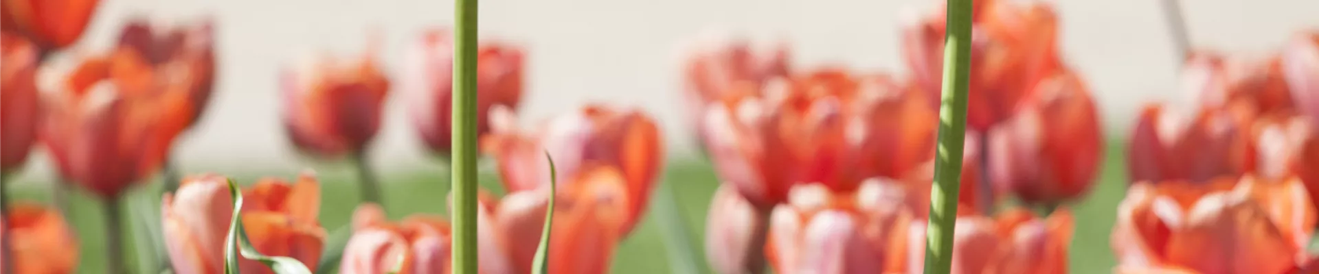 GS476803.jpg GS476803.jpg