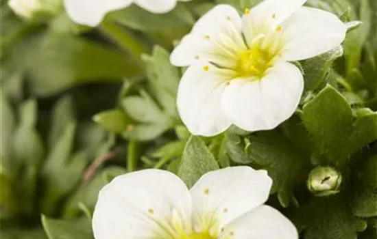 Garten-Moos-Steinbrech, Blüte weiß Garten-Moos-Steinbrech, Blüte weiß