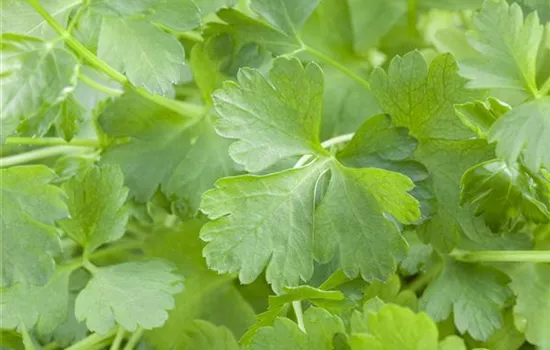 Glatte Petersilie 'Gigante di Napoli' Glatte Petersilie 'Gigante di Napoli'