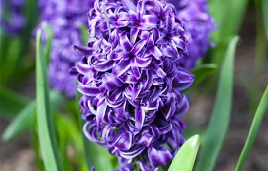 Hyazinthe 'Blue Pearl', blau, 1 Zwiebel im Topf Hyazinthe 'Blue Pearl', blau, 1 Zwiebel im Topf